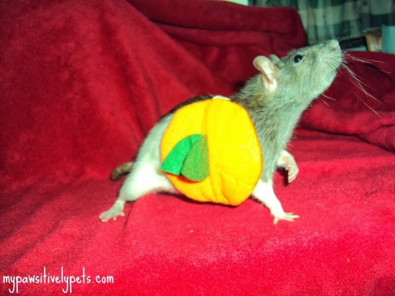 Shop by category Does your child dream about BOPPER,PUMPKIN? Buy from TOYS